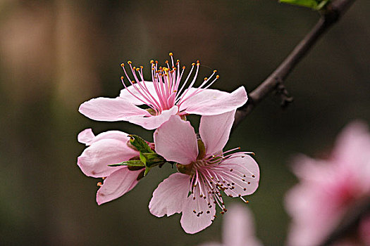 桃花