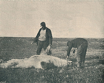死,熊,驯鹿,岛屿,八月,1893年,艺术家,未知