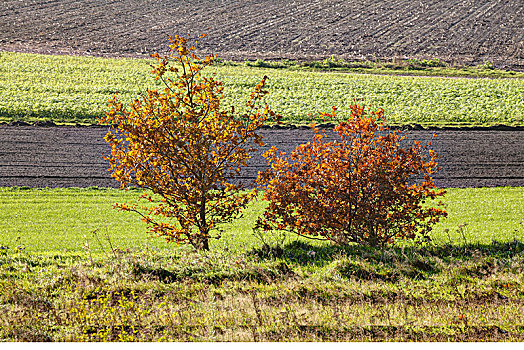 地点,金色,彩色,树,秋天,下萨克森,德国,欧洲