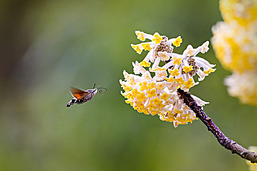 结香花与蜂鸟鹰蛾