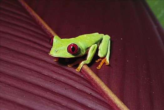 红眼树蛙,夜出型动物,红色,眼睛,帮助,看,暗色,巴拿马,雨林