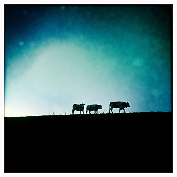三个,母牛,草场,剪影,黃昏