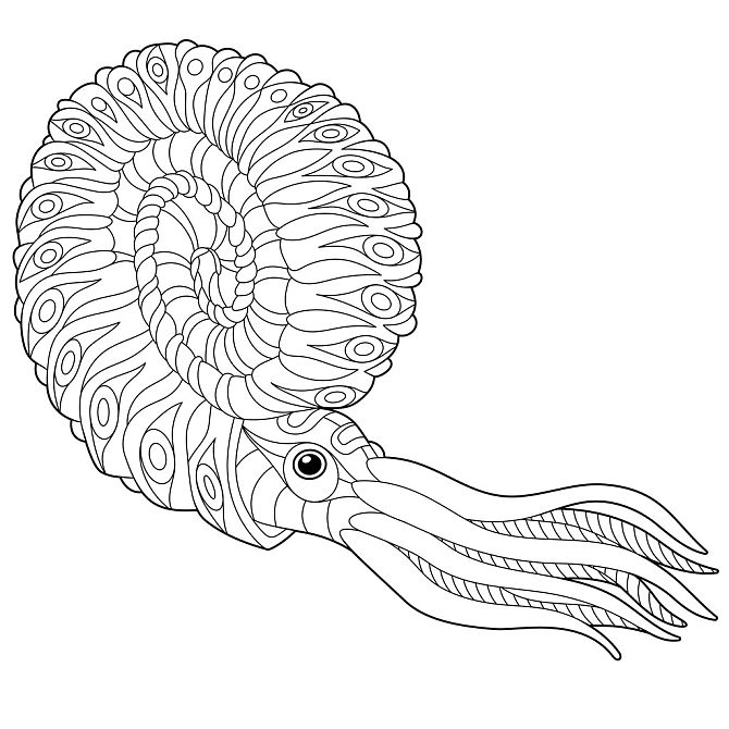 鹦鹉螺图片_鹦鹉螺免费图片_鹦鹉螺图片素材_鹦鹉螺背景图片