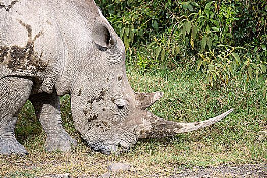 白犀牛,雌性,进食,纳库鲁湖国家公园,肯尼亚,非洲