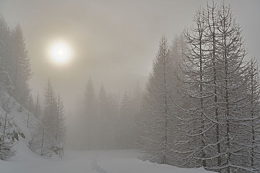 积雪,针叶林,冬天,太阳,雾,山谷,意大利,欧洲