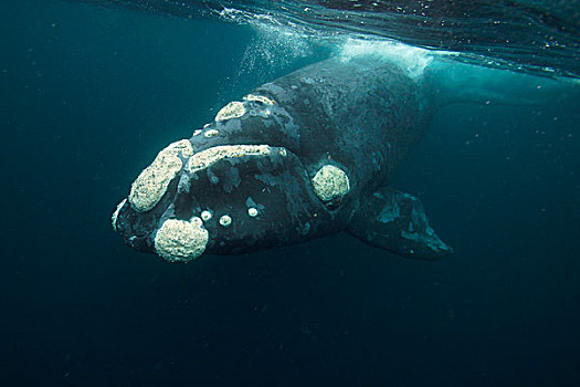 南露脊鲸,潜水,瓦尔德斯半岛,阿根廷
