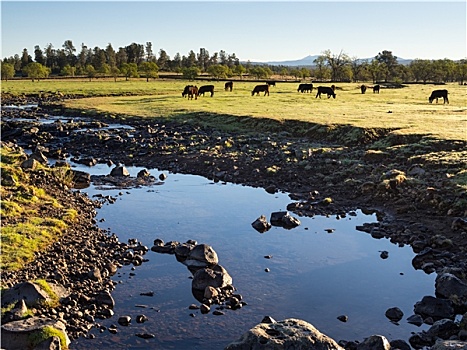 放养,马,放牧,干旱,水平,溪流,北加州,美国