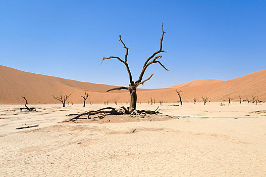 枯木,干枯,粘土,红色,沙丘,风景,死亡谷,索苏维来地区,纳米布沙漠,纳米比沙漠,公园,纳米比亚,非洲