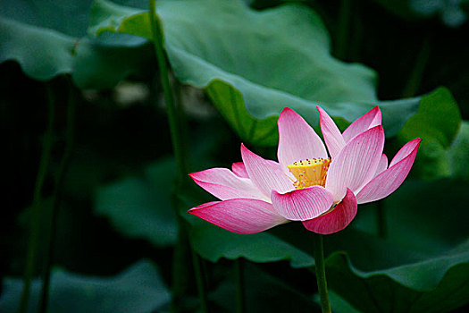 荷花莲花植物水生西湖夏天荷叶莲藕莲子