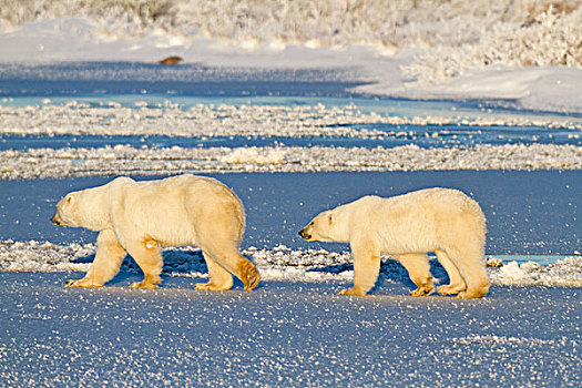 北极熊,幼兽,走,冰冻,水塘,丘吉尔市,野生动物,管理,区域,曼尼托巴,加拿大