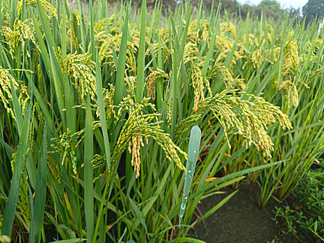 沉甸甸稻穗,稻米