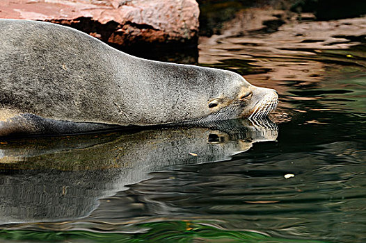 加州海狮,水