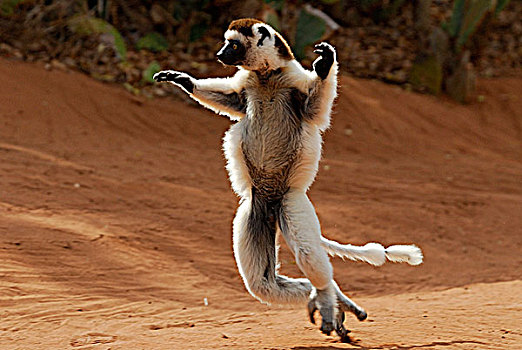马达加斯加狐猴,维氏冕狐猴,干燥,树林,预留,南,马达加斯加