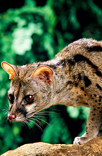 小,斑点,香猫,肖像,成年_高清图片_全景视觉