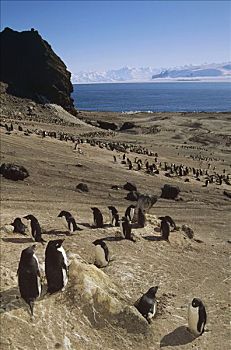 阿德利企鹅,栖息地,火山,岛屿,拥有,罗斯海,南极