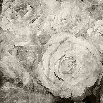 艺术,花,旧式,单色调,背景,白色,玫瑰