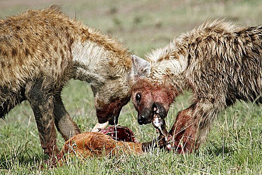 两个,斑点土狼,斑鬣狗,马赛马拉国家保护区,肯尼亚