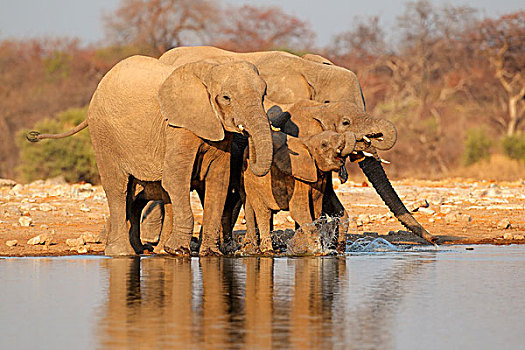 大象,饮用水