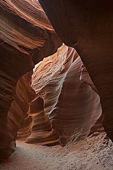 螺旋,砂岩,墙壁,响尾蛇,峡谷,亚利桑那,美国