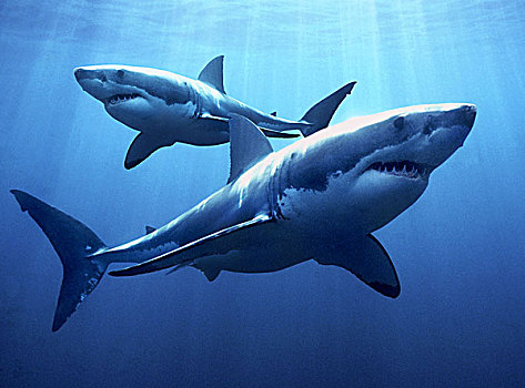 大白鲨,沙鲨属,一对,岛屿,澳大利亚
