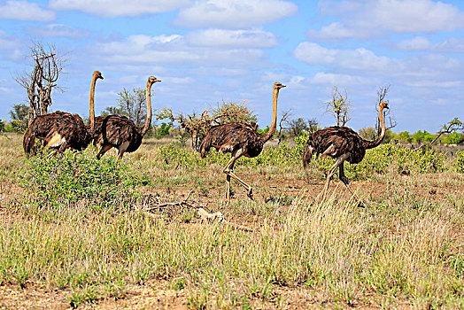 南非,鸵鸟,鸵鸟属,骆驼,成年,群,女性,跑,克鲁格国家公园,非洲