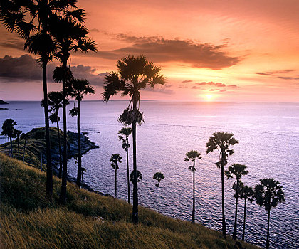 棕榈树,日落,岬角,南方,尖,普吉岛,安达曼海,省,泰国,亚洲