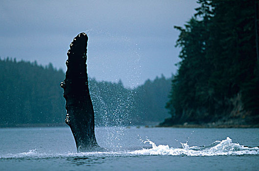 阿拉斯加,通加斯国家森林,驼背鲸,大翅鲸属,拍击,鳍足,水面,弗雷德里克湾