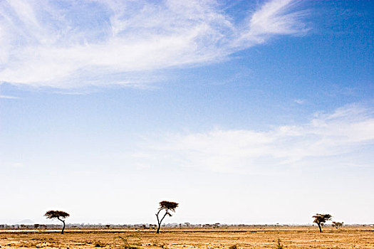 景色,孤单,树,朴素,埃塞俄比亚