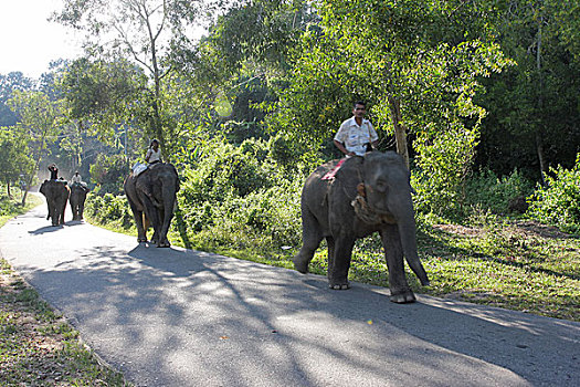 人,道路,工作,骑,大象,雨林,市场,孟加拉,十一月,2008年
