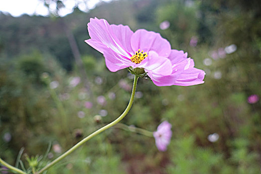 美丽的花