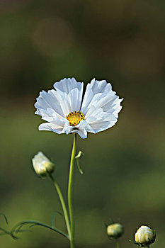 贝壳波斯菊,波斯菊