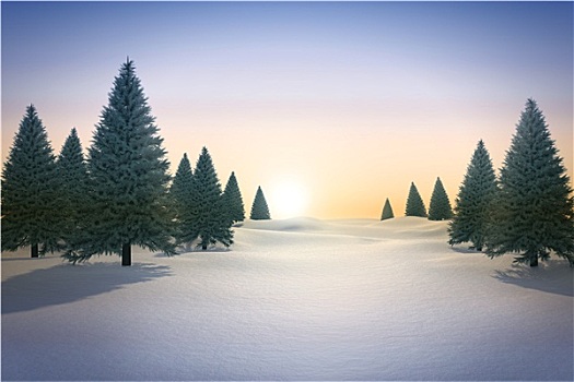 雪景,冷杉