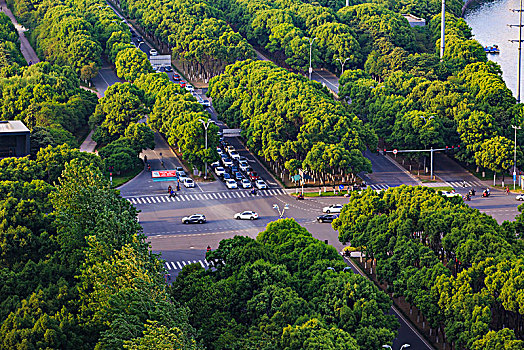 俯瞰,路面,车流,汽车,阳光,树木,绿色,道路