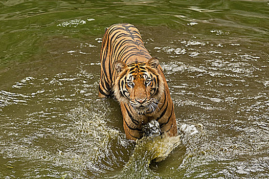 孟加拉虎,虎,曼谷,动物园,泰国