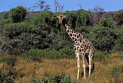肯尼亚,网纹长颈鹿,长颈鹿,站立