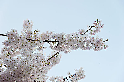 白色,樱花,温哥华,不列颠哥伦比亚省,加拿大