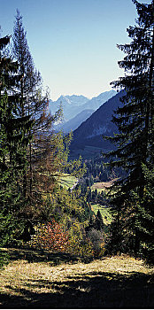 风景,树,山峦,萨尔茨堡,奥地利