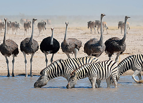 斑马,马,喝,普通,鸵鸟,鸵鸟属,骆驼,水坑,埃托沙国家公园,纳米比亚,非洲