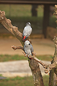 灰鹦鹉,非洲灰鹦鹉
