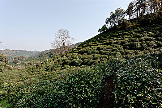 杭州老龙井景点老茶园