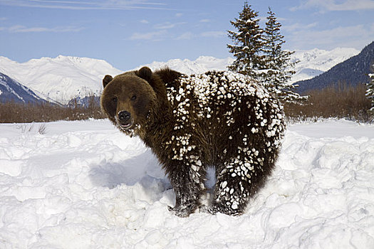 俘获,冬天,站立,雪中,阿拉斯加野生动物保护中心,阿拉斯加