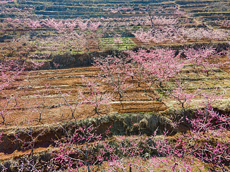 沂蒙山区百万亩桃花盛开