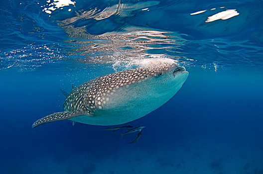 鲸鲨,宿务,菲律宾,亚洲