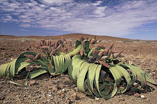 本土动植物,物种,纳米布沙漠,纳米比亚