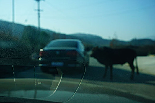汽车,房子,牛,动物,路,路面,透视,玻璃,朦胧,蓝色,黄色