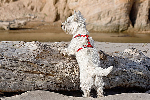 小狗,原木,海滩