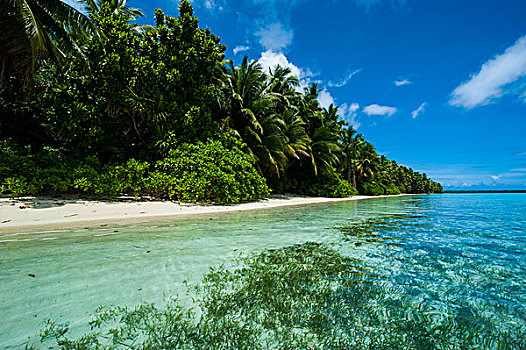 白沙滩,青绿色,水,蚂蚁,环礁,密克罗尼西亚