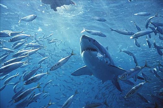 大白鲨,沙鲨属,游动,鱼群,岛屿,澳洲南部
