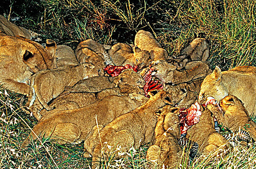 非洲,狮子,大型猫科动物,多,吃,畜体,马萨伊,公园,肯尼亚