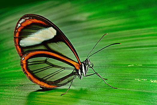 蝴蝶,玛努国家公园,秘鲁